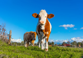 Bio Landwirtschaft, Kühe / Kälber auf grüner Wiese, Schorfheide Rinderzucht aufzucht im freien...