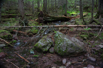 Avalanche Creek, Glacier National Park, Montana, USA