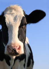 Portrait de vache Holstein