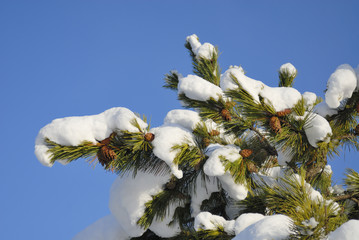 松　松ぼっくり　雪　空　素材