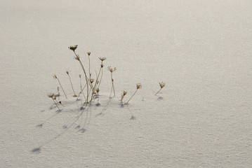枯草　雪　素材