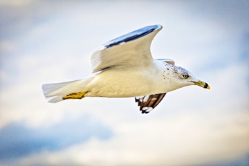 Gaviota en vuelo