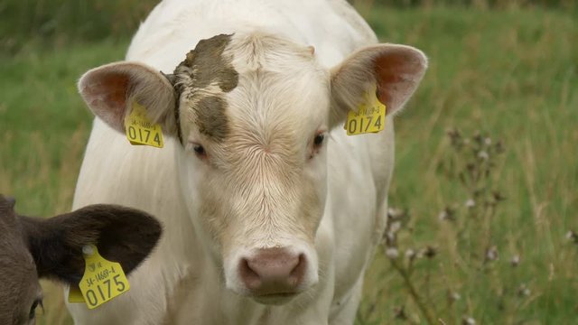 Dirty forehead of a cow