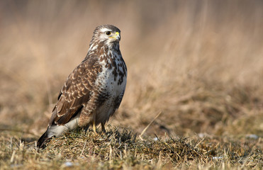 Common buzzard (Buteo buteo)