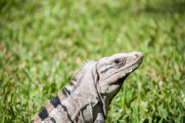 Iguana on grass