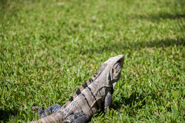 Iguana on grass