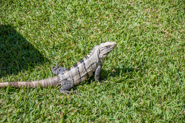 Iguana on grass