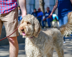 Gorgeous creme colored Golden Doodle out for a walk in the park