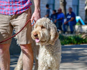 Gorgeous creme colored Golden Doodle out for a walk in the park