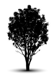 Fototapeta premium tree silhouette isolated on white background.