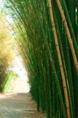 Bamboo Forest with sunset