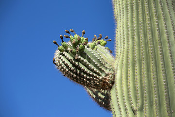 Cactus in the Lost Dutchman State Park, Arizona, USA
