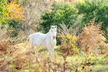 Obraz na płótnie Canvas Cute horse free on a field in Argentina