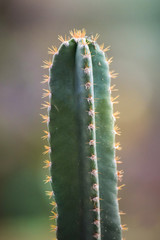 various kinds of cactus