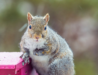 chubby grey squirrel in a minnesota snow storm on a bird feeder. 