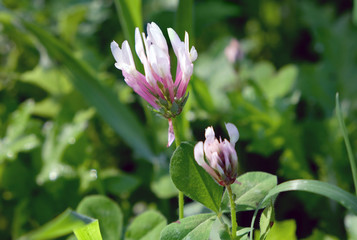 Spring flowering of clover