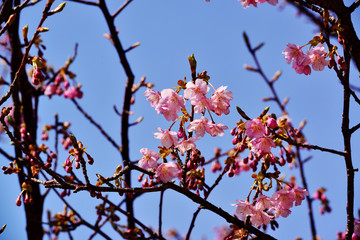 四浦半島の河津桜