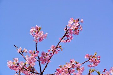 四浦半島の河津桜