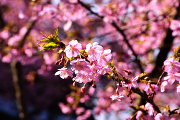 四浦半島の河津桜