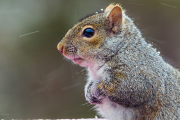 chubby grey squirrel in a minnesota snow storm on a bird feeder.  © DebraAnderson