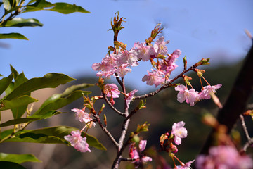 四浦半島の河津桜