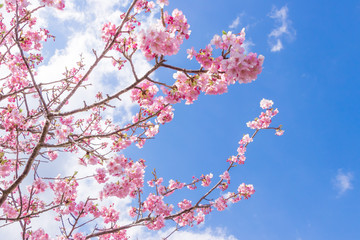 美しい河津桜