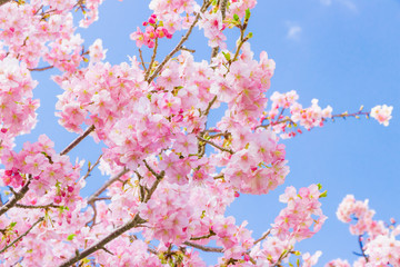 美しい河津桜