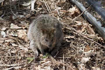 quokka
