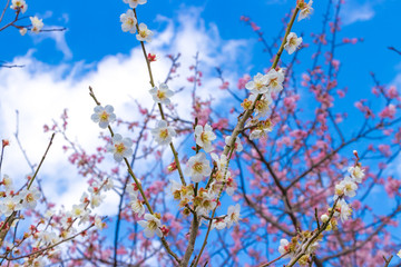 河津町の白梅と河津桜