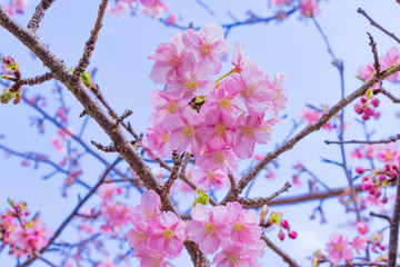 美しい河津桜