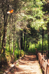 Naklejka premium Monarch Butterfly Biosphere Reserve, Michoacan,Mexico