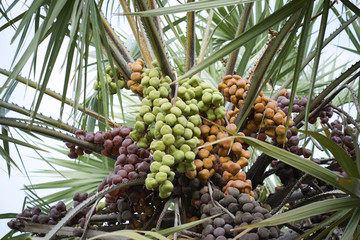 Betel nut palm, Betel Nuts on tree. 