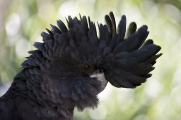 red tailed black cockatoo