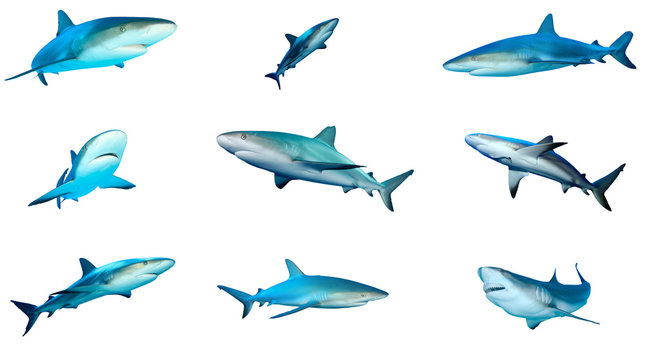 Collection Grey Reef Sharks isolated on white background