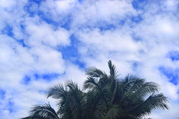 Fototapeta na wymiar tree and beautiful blue sky