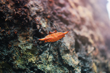 cute shelled spider