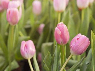 Sweet pastel pink color tulips with green leaves for background in Spring garden or Spring fields 