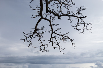 Tree in Palawan