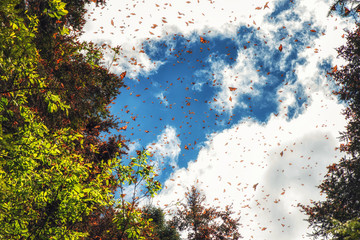 Fototapeta premium Monarch Butterfly Biosphere Reserve, Michoacan (Mexico)