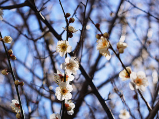 白梅の花