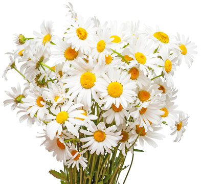 Bouquet of large white daisies isolated on a white background. Flower. Flat lay, top view © Flower Studio