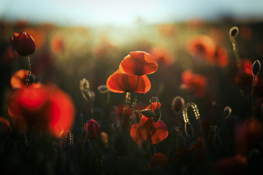 wild poppy field - Armistice day background