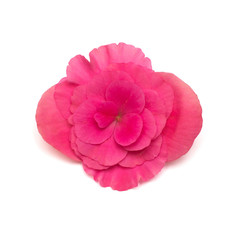 Begonia pink flower isolated on white background. Flat lay, top view