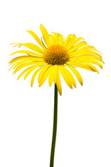 Yellow daisy isolated on a white background. Flowers card. Flat lay, top view