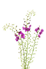Wild grass curved shape isolated on white background. Beautiful bouquet of wild flowers. Unusual grass. Purple color. Flat lay, top view