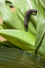 A worm eating leaf corn