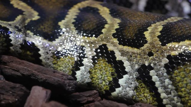 Beautiful skin detail of boa / python snake