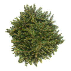 Spruce Picea Omorika Karel isolated on white background. Conifers. Christmas tree. New Year