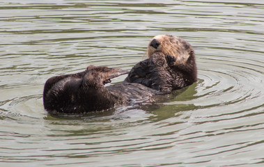 Fototapeta premium California Sea Otter