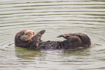 California Sea Otter